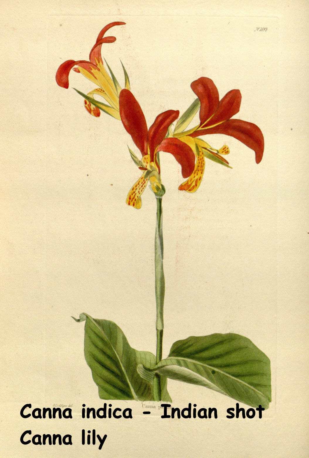  Red Canna indica - Indian shot