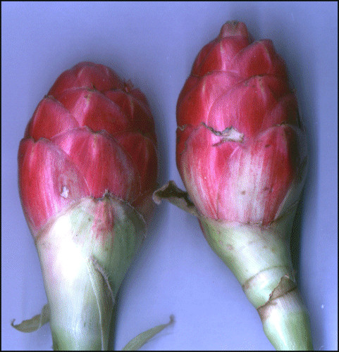 Costus barbatus - Spiral ginger